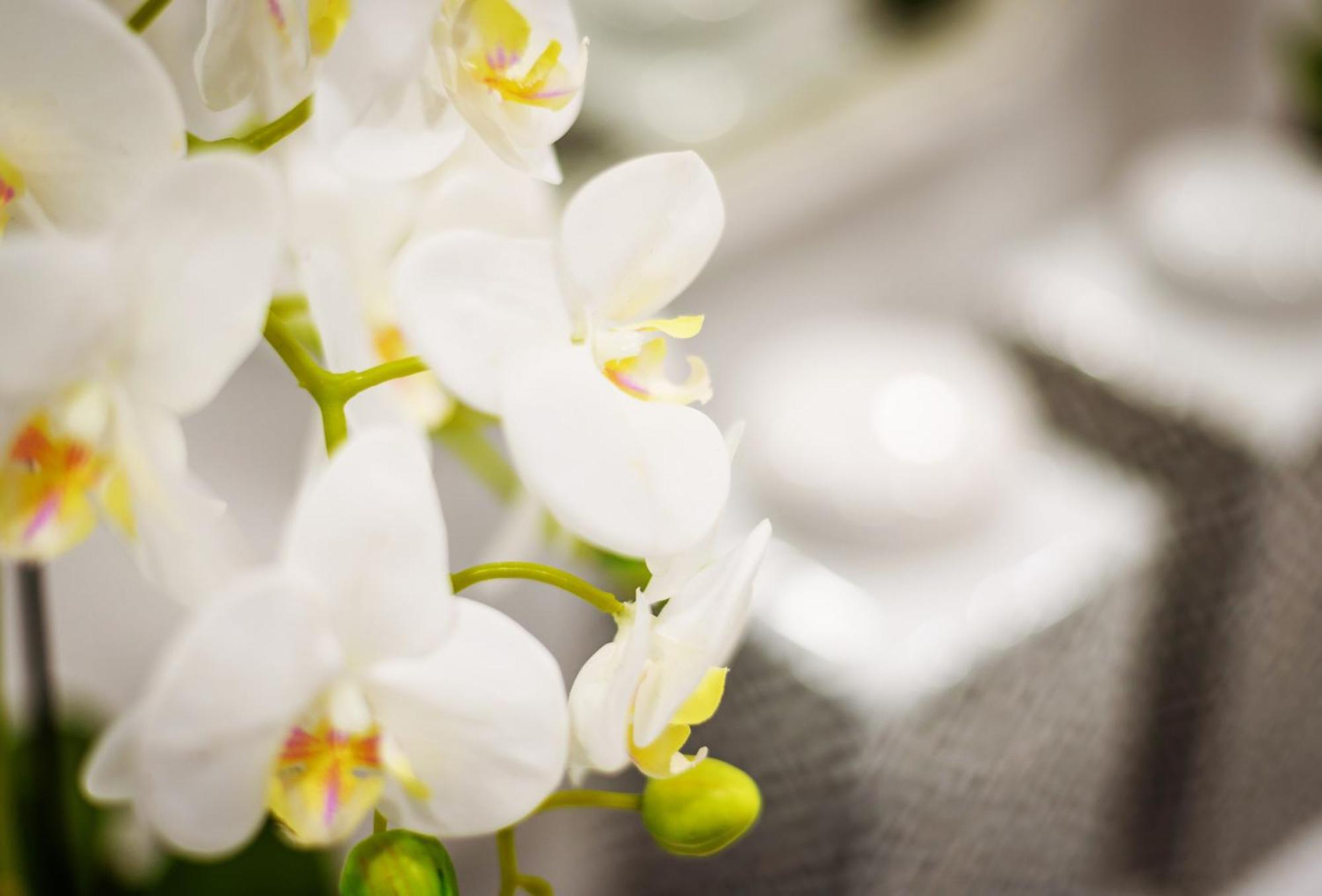 Whome Chic Escape: Your Stylish Haven In Downtown * Lizbona
